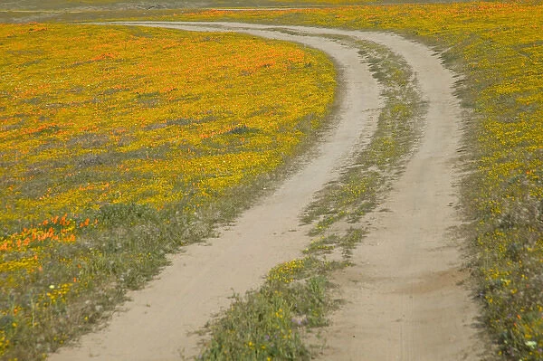 NA, USA, CA, Antelope Valley. Road through CA Poppies