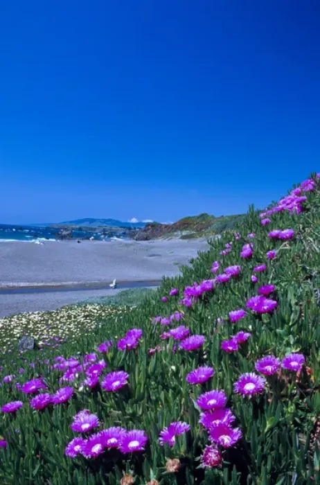 Framed Print : NA, USA, CA, Ice Plant on California coastline Spring Framed Print : NA, USA, CA, Ice Plant on California coastline Spring