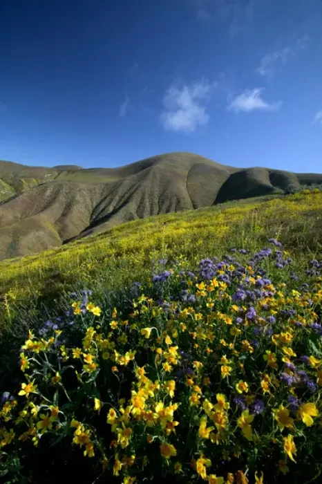 Framed Print : NA, USA, CA, Kern Co, Temblor Range, Wildflowers on hillside Framed Print : NA, USA, CA, Kern Co, Temblor Range, Wildflowers on hillside