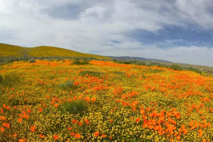 Framed Print : NA, USA, CA, Lancaster, Antelope Valley, CA Poppies