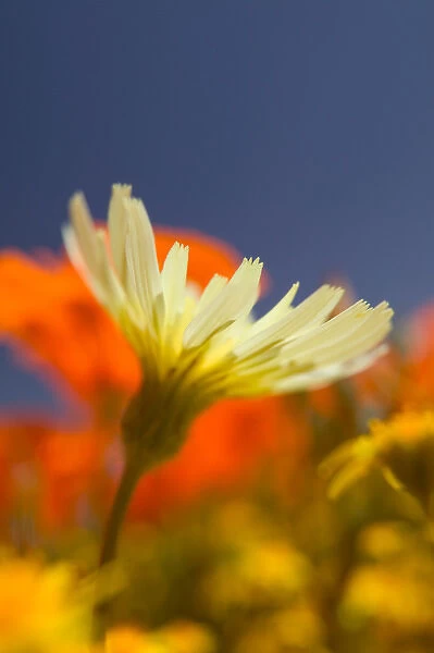 NA, USA, CA, Lancaster, Antelope Valley, CA Poppies & Desert Dandelion Spring bloom
