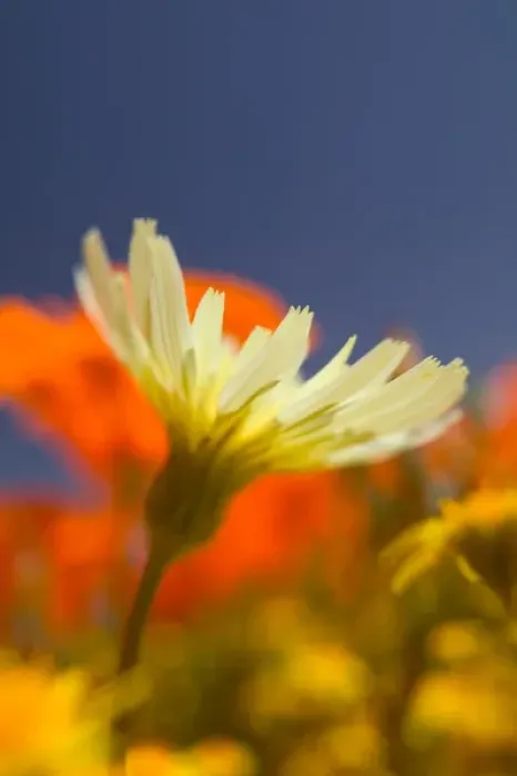 Framed Print : NA, USA, CA, Lancaster, Antelope Valley, CA Poppies & Desert Dandelion Spring bloom Framed Print : NA, USA, CA, Lancaster, Antelope Valley, CA Poppies & Desert Dandelion Spring bloom
