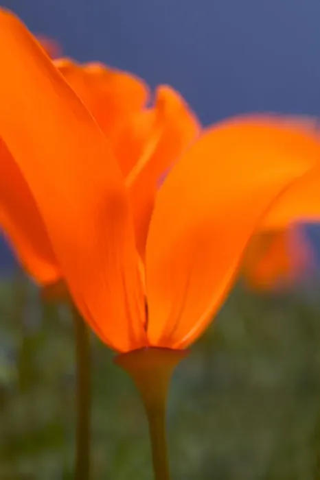 Framed Print : NA, USA, CA, Lancaster, CA Poppies spring bloom Framed Print : NA, USA, CA, Lancaster, CA Poppies spring bloom