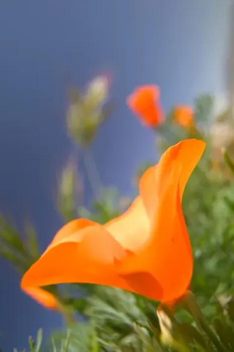 Framed Print : NA, USA, CA, Lancaster, CA Poppies spring bloom Framed Print : NA, USA, CA, Lancaster, CA Poppies spring bloom