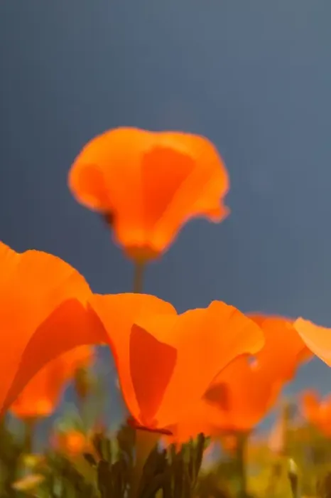 Framed Print : NA, USA, CA, Lancaster, CA Poppies spring bloom Framed Print : NA, USA, CA, Lancaster, CA Poppies spring bloom