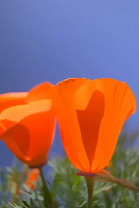 Framed Print : NA, USA, CA, Lancaster, CA Poppies spring bloom Framed Print : NA, USA, CA, Lancaster, CA Poppies spring bloom