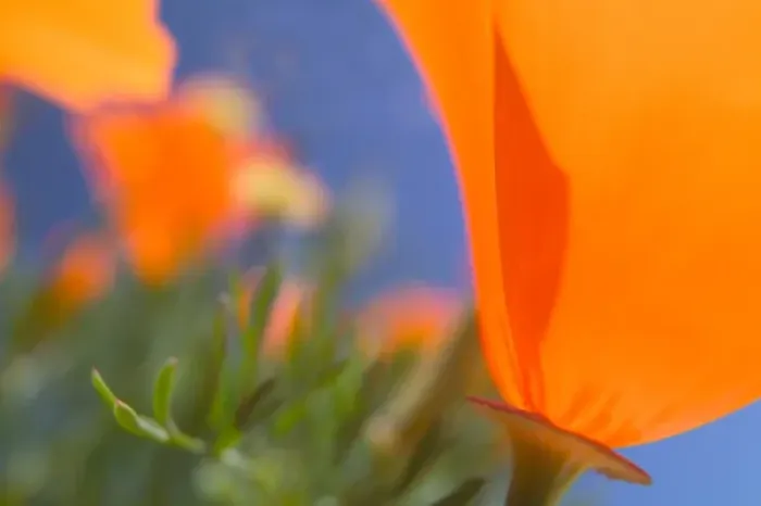 Framed Print : NA, USA, CA, Lancaster, CA Poppies spring bloom Framed Print : NA, USA, CA, Lancaster, CA Poppies spring bloom