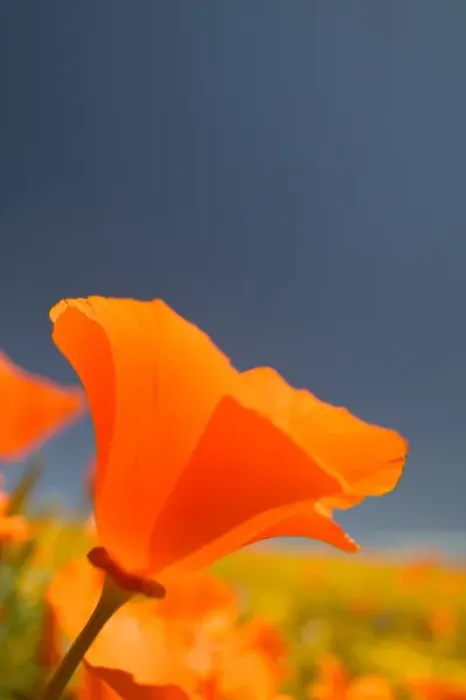 Framed Print : NA, USA, CA, Lancaster, CA Poppies spring bloom