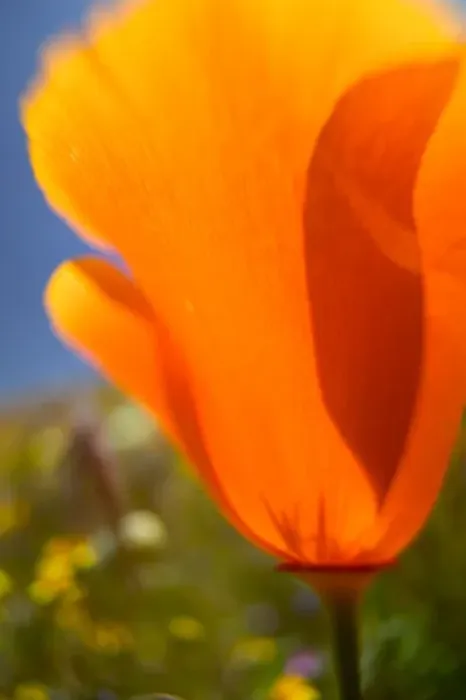 Framed Print : NA, USA, CA, Lancaster, CA Poppies spring bloom
