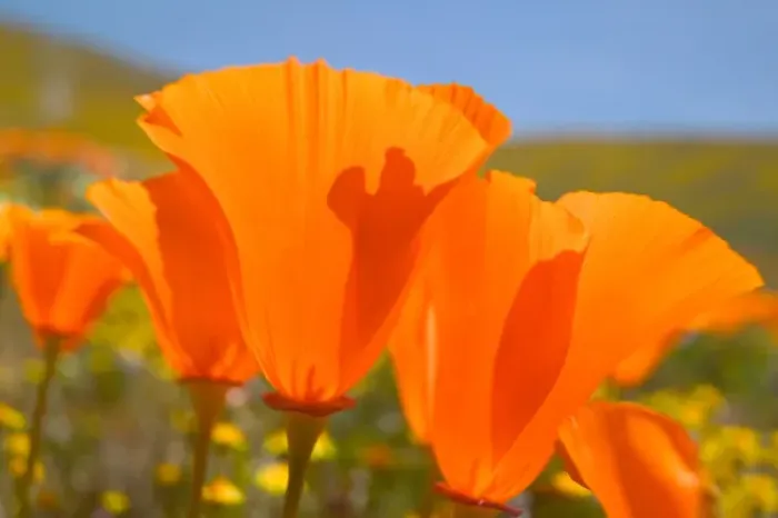Framed Print : NA, USA, CA, Lancaster, CA Poppies spring bloom Framed Print : NA, USA, CA, Lancaster, CA Poppies spring bloom