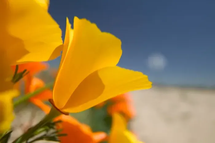 Framed Print : NA, USA, CA, Lancaster, CA Poppies spring bloom Framed Print : NA, USA, CA, Lancaster, CA Poppies spring bloom