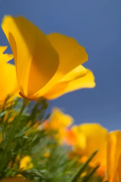 Framed Print : NA, USA, CA, Lancaster, CA Poppies spring bloom Framed Print : NA, USA, CA, Lancaster, CA Poppies spring bloom