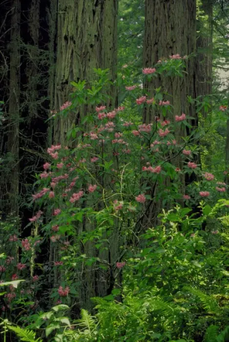 Framed Print : NA, USA, CA, Redwoods NP, Spring Redwood Trees and Rhodies in bloom Framed Print : NA, USA, CA, Redwoods NP, Spring Redwood Trees and Rhodies in bloom