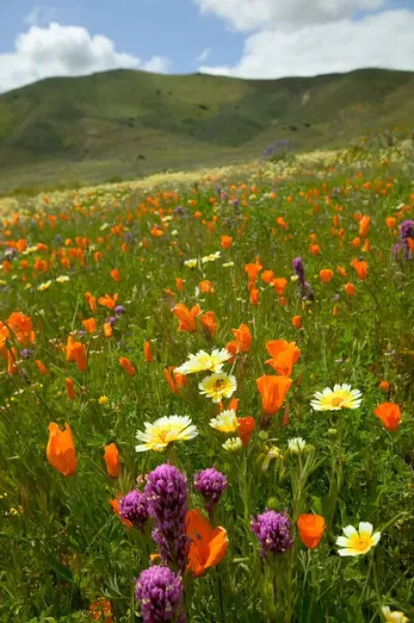 Framed Print : NA, USA, CA, San Luis Obispo Co, Lone Oak and Spring Wildflowers Framed Print : NA, USA, CA, San Luis Obispo Co, Lone Oak and Spring Wildflowers