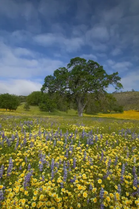 Framed Print : NA, USA, CA, San Luis Obispo Co, Lone Oak and Spring Wildflowers Framed Print : NA, USA, CA, San Luis Obispo Co, Lone Oak and Spring Wildflowers