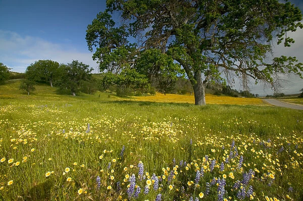 NA, USA, CA, Shell Creek, Oak Tree with Spring Wildflowers