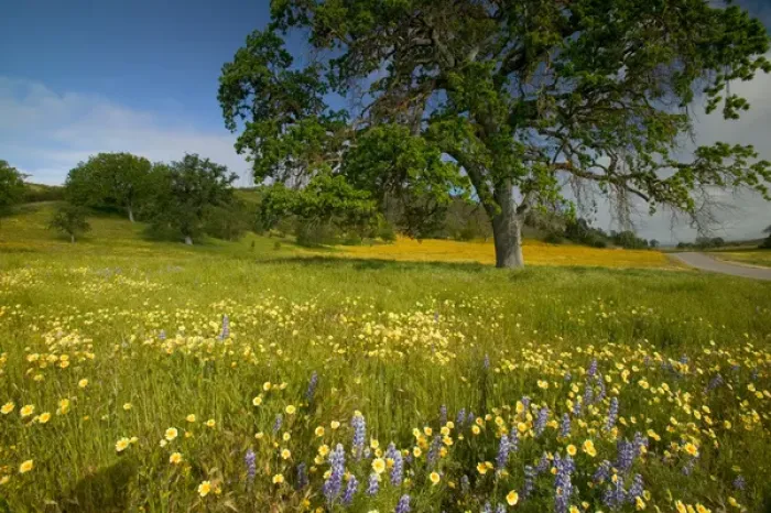 Framed Print : NA, USA, CA, Shell Creek, Oak Tree with Spring Wildflowers Framed Print : NA, USA, CA, Shell Creek, Oak Tree with Spring Wildflowers