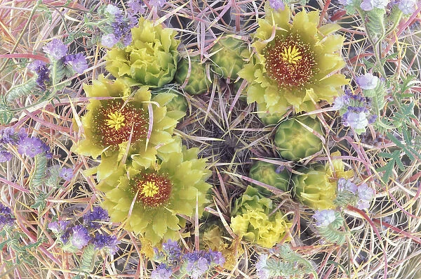 NA, USA, California, Anza-Borrego Desert State Park Barrel cactus and common phacelia