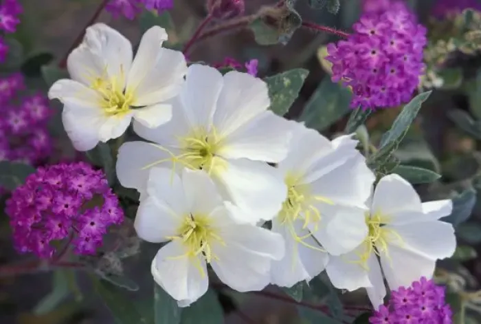 Framed Print : NA, USA, California, Anza Borrego Desert State Park, Evening primrose and sand verbena Framed Print : NA, USA, California, Anza Borrego Desert State Park, Evening primrose and sand verbena