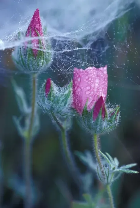 Framed Print : NA, USA, California, Bear Valley Tracys Clarkia and dew on spider web Framed Print : NA, USA, California, Bear Valley Tracys Clarkia and dew on spider web