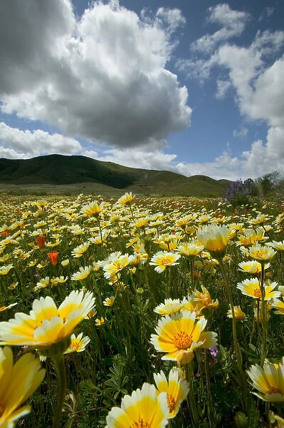 NA, USA, California; Carrizo Plain. Wild flowers
