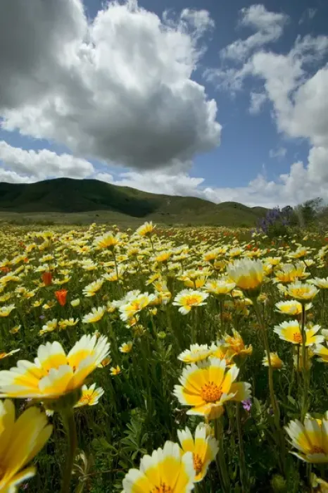 Framed Print : NA, USA, California; Carrizo Plain. Wild flowers Framed Print : NA, USA, California; Carrizo Plain. Wild flowers