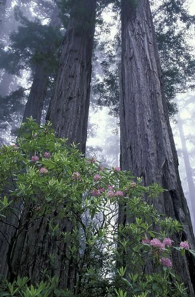 NA, USA, California. Del Norte Coast State Park. Coast trail, Coast Redwoods