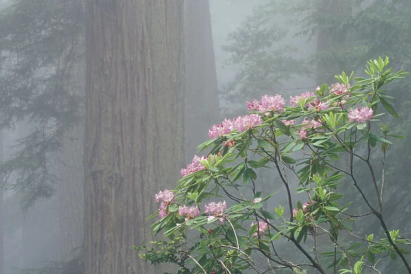 NA, USA, California, Del Norte Redwoods State Park Rhody in bloom on foggy morning
