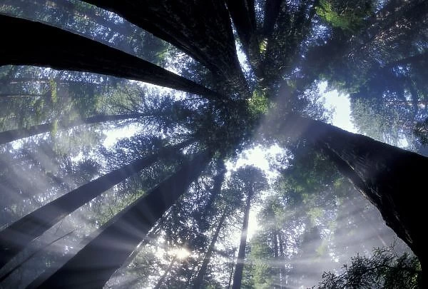 NA, USA, California, Del Norte Redwoods State Park, Looking up into fog and redwoods