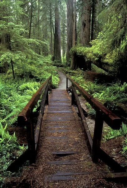 NA, USA, California, Jedidiah Smith Redwoods State Park, Bridge over stream and redwoods