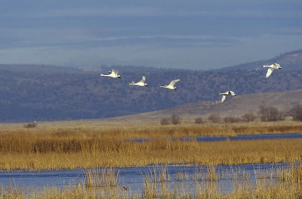 NA, USA, California, Klamath Basin Trumpeter swans in flight