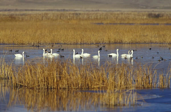 NA, USA, California, Klamath Basin Trumpeter swans, coots and ducks