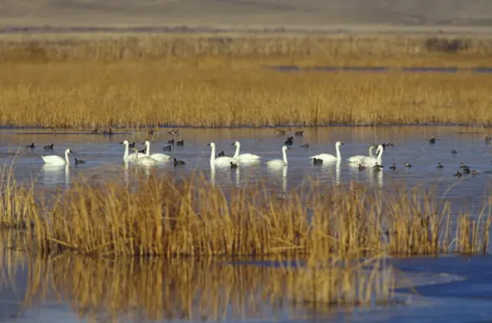 Framed Print : NA, USA, California, Klamath Basin Trumpeter swans, coots and ducks Framed Print : NA, USA, California, Klamath Basin Trumpeter swans, coots and ducks