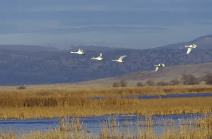 Framed Print : NA, USA, California, Klamath Basin Trumpeter swans in flight Framed Print : NA, USA, California, Klamath Basin Trumpeter swans in flight