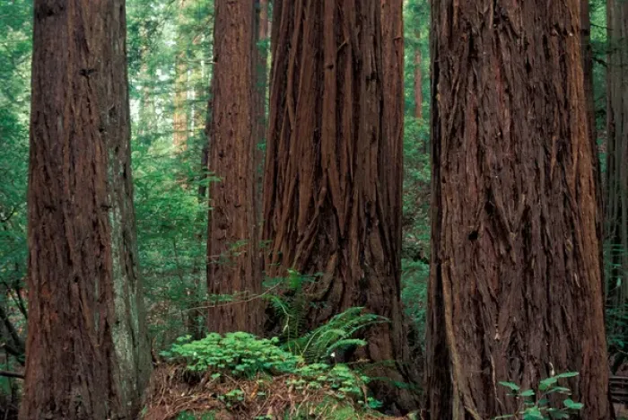 Framed Print : NA, USA, California, Marin County, Muir Woods National Monument, Coast Redwoods Framed Print : NA, USA, California, Marin County, Muir Woods National Monument, Coast Redwoods