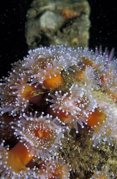 NA, USA, California, Santa Barbara Islands Strawberry anemones