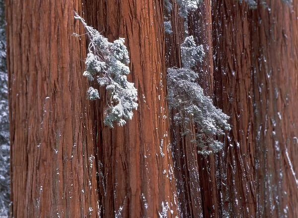 NA, USA, California. Sequoia National Park. Giant Sequoia (Sequoiadendron giganteum)