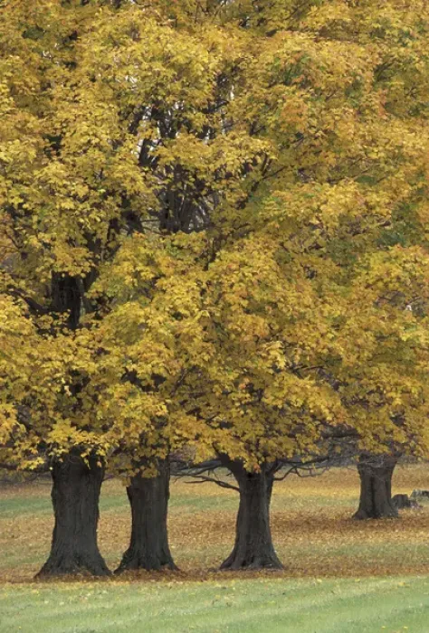 Framed Print : NA, USA, Central Kentucky Maple trees in autumn Framed Print : NA, USA, Central Kentucky Maple trees in autumn