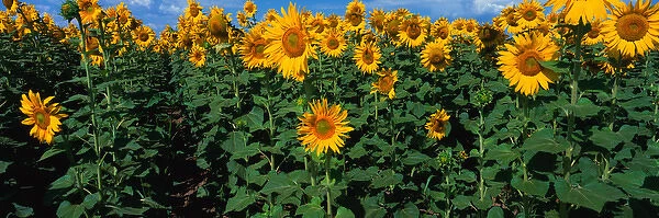 NA, USA, CO, Sunflower Field in Bloom