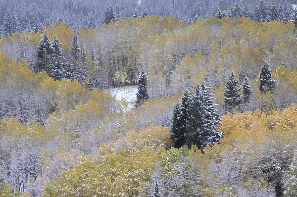NA, USA, Colorado, Kebler Pass Aspen and fir in snow, fall