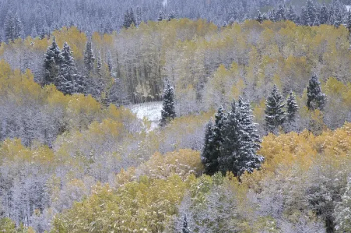 Framed Print : NA, USA, Colorado, Kebler Pass Aspen and fir in snow, fall