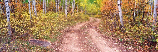 NA, USA, Colorado, Kebler Pass, Aspen Grove Autumn Color