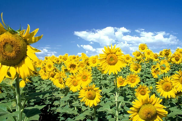 Na, USA, Colorado, Sunflowers