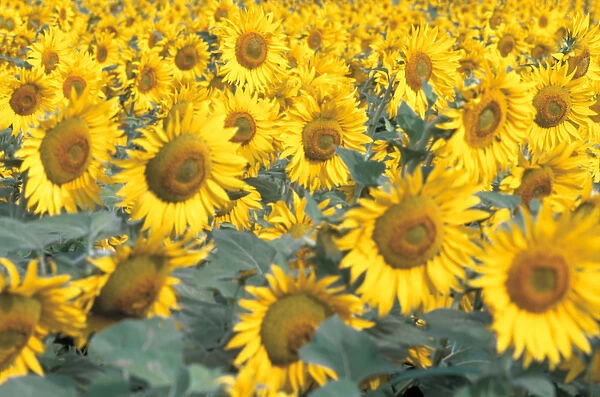 Na, USA, Colorado, Sunflowers