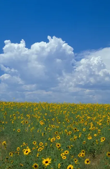 Framed Print : Na, USA, Colorado, Sunflowers, Wild Sunflowers