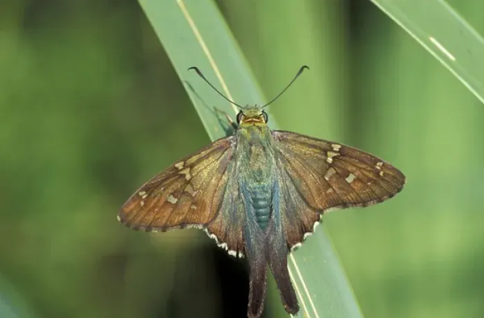 Framed Print : NA, USA, Florida, Cedar Key Long-tailed skipper (Urbanus proteus) on a palm frond