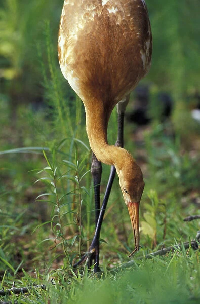 NA, USA, Florida, Central Florida 3-month-old Whooping crane chick (Grus americana)