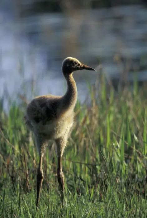 Framed Print : NA, USA, Florida, Central Florida 4-week-old Whooping crane chick (Grus americana) Framed Print : NA, USA, Florida, Central Florida 4-week-old Whooping crane chick (Grus americana)