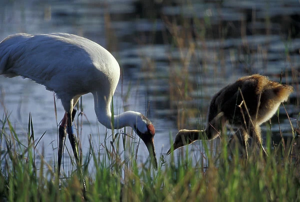 NA, USA, Florida, Central Florida 4-year-old Whooping crane feeding 4-week-old chick