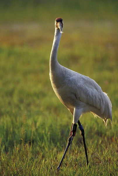 NA, USA, Florida, Central Florida 4-year-old male Whooping crane (Grus americana)